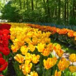 Amsterdam: Keukenhof Gardens Half Day Guided Tour - Highlights of the Keukenhof Guided Tour