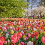 Amsterdam: Keukenhof Gardens & Tulip Fields Private Tour - Starting Point: Convenient Hotel Pickup in Amsterdam