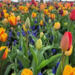 Amsterdam: Keukenhof Tulip Gardens Private Tour - Exploring Keukenhof’s 79 Acres of Flower Displays
