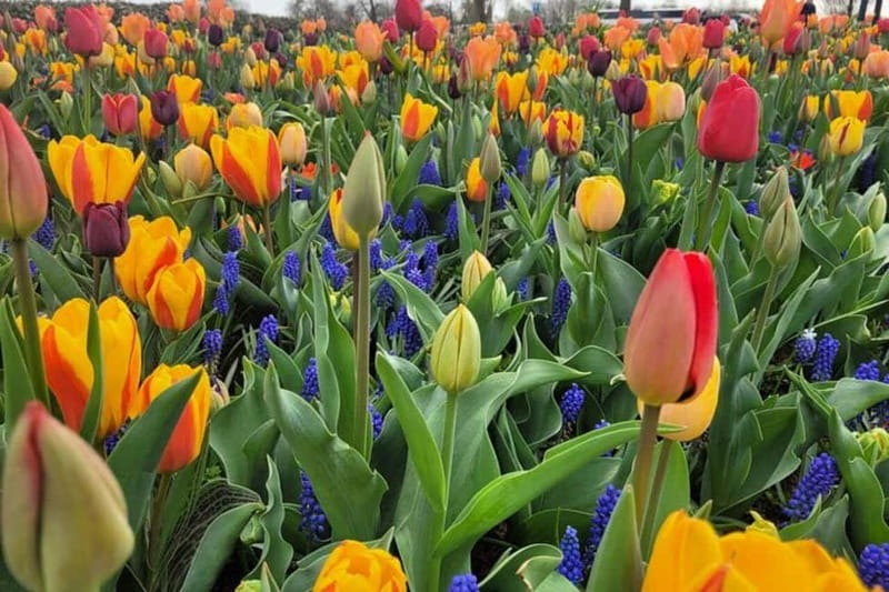 Amsterdam: Keukenhof Tulip Gardens Private Tour - Exploring Keukenhof’s 79 Acres of Flower Displays