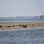 Amsterdam: Seal Safari at Waddensea UNESCO Site - From Amsterdam to the Waddensea UNESCO Site