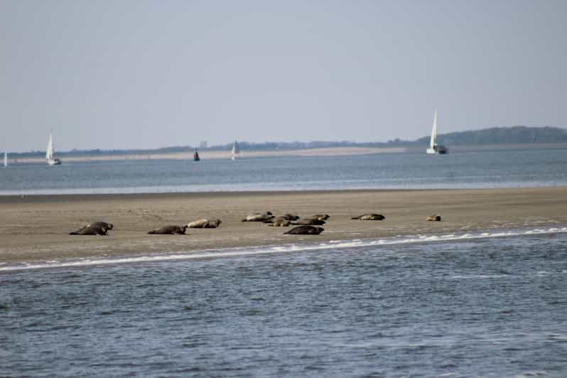 Amsterdam: Seal Safari at Waddensea UNESCO Site - From Amsterdam to the Waddensea UNESCO Site
