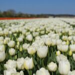 Amsterdam TulipFields of Holland Tour - Visiting a Tulip Farm: De Tulperij