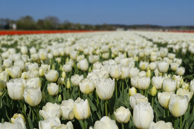 Amsterdam TulipFields of Holland Tour - Visiting a Tulip Farm: De Tulperij