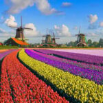 Amsterdam: Zaanse Schans, The Hague & Rotterdam Tour - From the Charming Windmill Village to Dutch Modernity