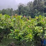 Ancestral Cocoa Tasting in Ronda  Tree to Cup Experience - The Charm of Ronda’s Sumay Cacao Location