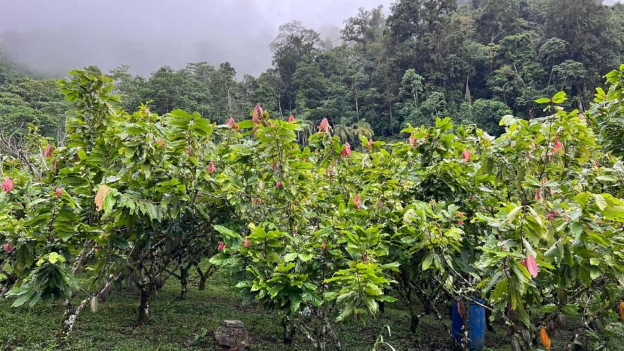 Ancestral Cocoa Tasting in Ronda  Tree to Cup Experience - The Charm of Ronda’s Sumay Cacao Location