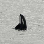 Andenes: Responsible Whale Watching with Classic Catamaran - Starting Point at Andenes Harbor and Check-In Process
