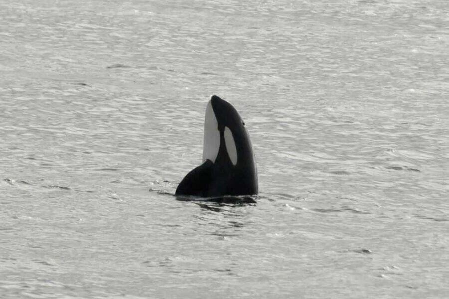 Andenes: Responsible Whale Watching with Classic Catamaran - Starting Point at Andenes Harbor and Check-In Process