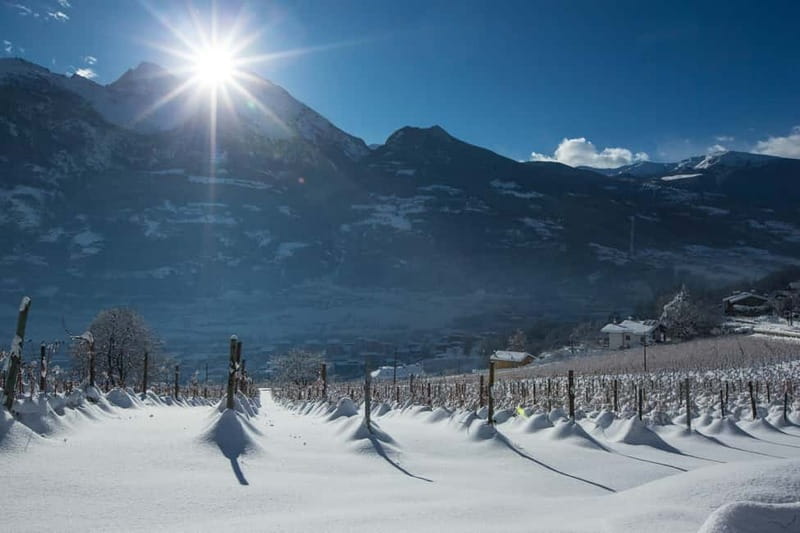 Aosta Valley: Visit and wine tasting at the Grosjean winery - Start at the Grosjean Family’s Cellar in Ollignan
