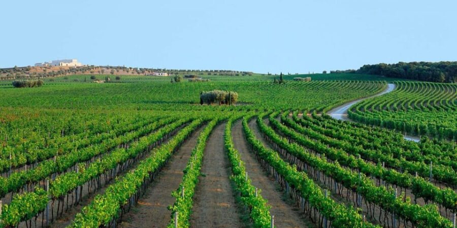 Apulia: Guided Vineyard Tour with Wine Tasting - Exploring the Vineyard Estate in Valle dItria