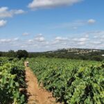 Apulia: Guided Wine Tasting with Local Appetizers - The Location: A Farm in the Itria Valley