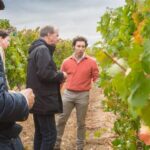 Aranda de Duero: Martín Berdugo Winery - Tour and Tasting - Exploring the Vineyard and Soil Types