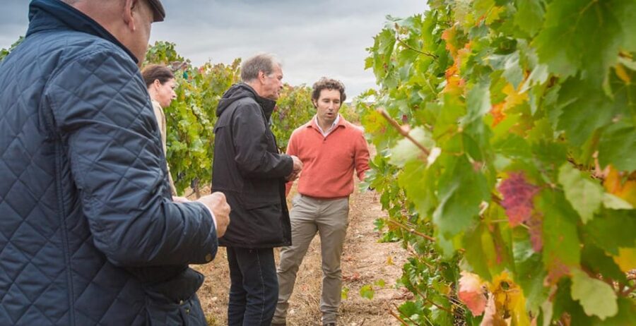 Aranda de Duero: Martín Berdugo Winery - Tour and Tasting - Exploring the Vineyard and Soil Types