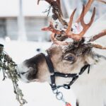 Arctic Circle Highlights Family Day - Meeting Reindeer at a Traditional Farm
