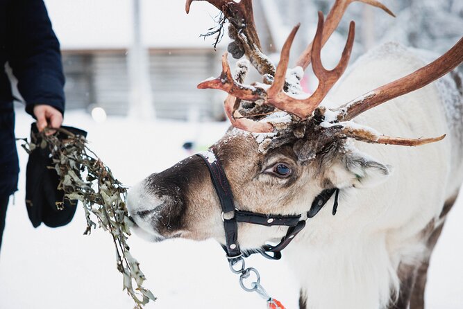 Arctic Circle Highlights Family Day - Meeting Reindeer at a Traditional Farm
