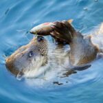 Arctic Polar Bear Adventure Afternoon Trip - Visiting Ranua Wild Zoo: What to Expect