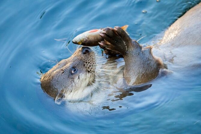 Arctic Polar Bear Adventure Afternoon Trip - Visiting Ranua Wild Zoo: What to Expect