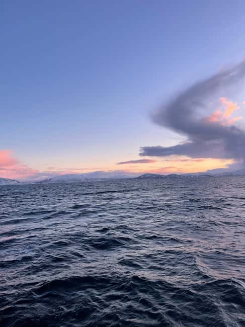 Arctic Whale Watching: Tromsø to Skjervøy in Comfort - Wildlife Encounters: Whales in the Arctic