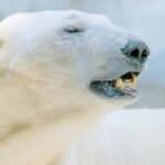 Arctic Wildlife  Private Ranua Zoo VIP Tour - Guided Tour with Fascinating Arctic Insights