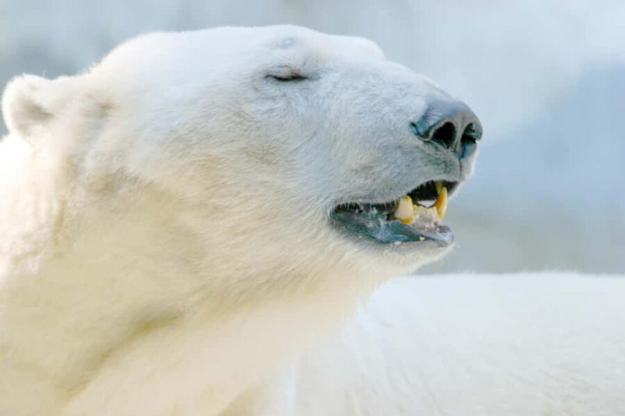 Arctic Wildlife Private Ranua Zoo VIP Tour - Guided Tour with Fascinating Arctic Insights
