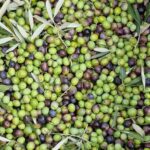 Arezzo: Guided sensory tasting of certified organic EVO oil - Inside the Olive Oil Production Facility