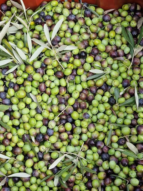 Arezzo: Guided sensory tasting of certified organic EVO oil - Inside the Olive Oil Production Facility