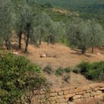 Arezzo: Tasting of Natural Wines in Buried Amphorae - The Etruscan Winemaking Technique Explained