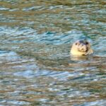 Argostoli: Full-Day Traditional Boat Cruise with Lunch - Exploring White Rocks Beach: Crystal Clear Waters and Secluded Sands