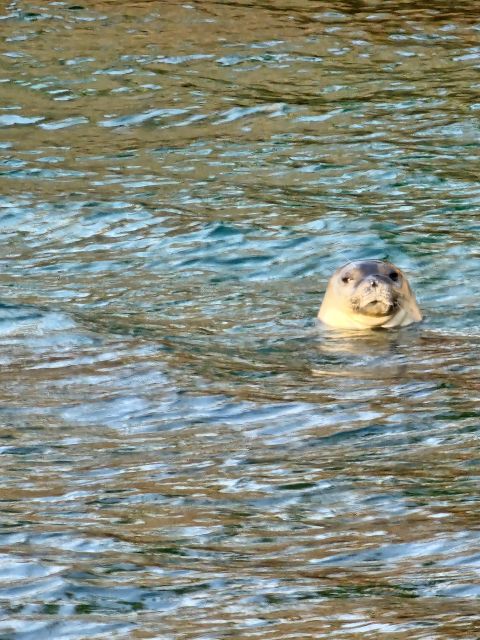 Argostoli: Full-Day Traditional Boat Cruise with Lunch - Exploring White Rocks Beach: Crystal Clear Waters and Secluded Sands