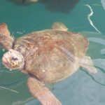 Argostoli Walking Tour- The Town's Tale on Foot - Discovering Kefalonia’s Heritage at the Corgialenios Museum