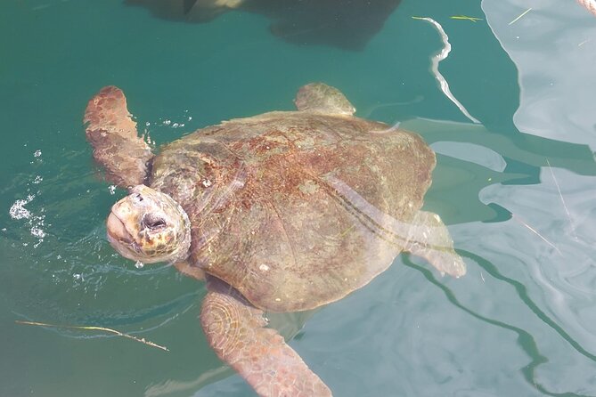 Argostoli Walking Tour- The Town's Tale on Foot - Discovering Kefalonia’s Heritage at the Corgialenios Museum