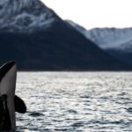 Arnøya: Whale Watching Safari - What’s Included in the Whale Watching Experience?