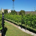 Arrábida culture, wine and gastronomic experience - Seamless Pickup and Drop-off at Lisbon Hotels or the Port