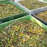 Ascoli Piceno: Olive Oil Tasting with local products - Visiting the Facility: From Millstones to Modern Extractors