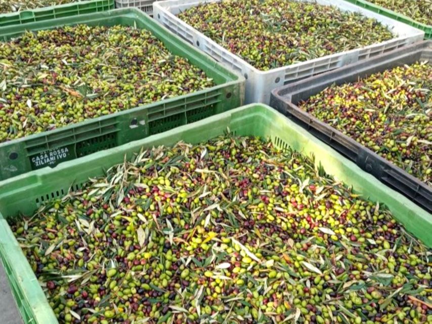 Ascoli Piceno: Olive Oil Tasting with local products - Visiting the Facility: From Millstones to Modern Extractors