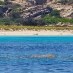 Asinara by Boat: Half-Day Morning Tour among crystal clear waters - What Time Does the Tour Start and End?
