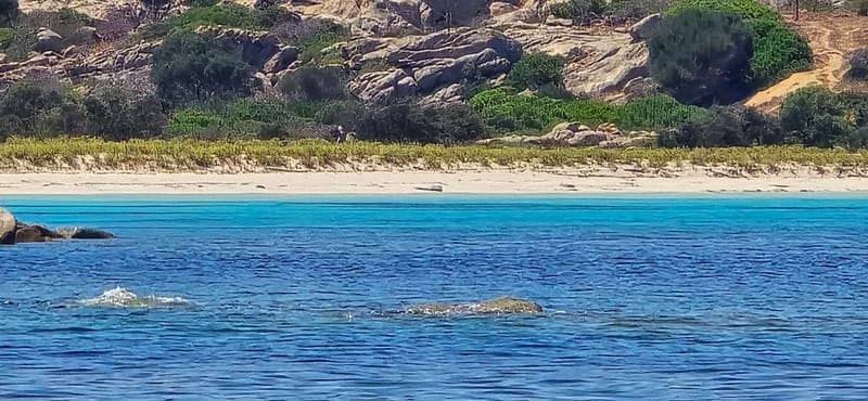 Asinara by Boat: Half-Day Morning Tour among crystal clear waters - What Time Does the Tour Start and End?