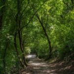 Assisi: Bosco di San Francesco Entry Ticket - The Unique Location of Assisi’s Forested Trails