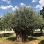 Athens by E-Bike: Monuments, Food & Transfers (Cruise Tour) - Active Stops at Key Archaeological Sites