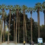 Athens: City Tour with Local Licensed Guide, Local Expert - Highlights: Changing of the Guards at the Tomb of the Unknown Soldier