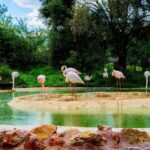 Attica Zoo Park and Designer Outlet Shopping Private Tour - The Unique Experience of Attica Zoo Park in Spata