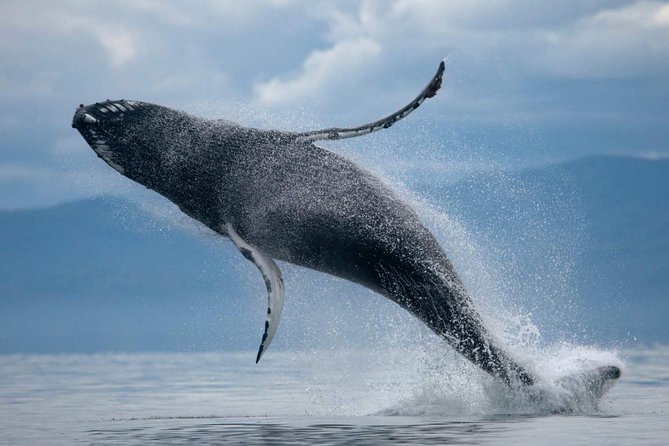 ATV & Whale Watching Full day adventure in Reykjavik - Off-Road ATV Riding Toward Ulfarsfell Mountain