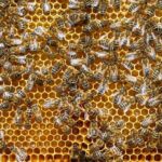 Authentic Kefalonia: Honey, OliveOil & Farm-to-Table Cooking - Logistics and Group Experience