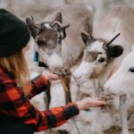 Authentic Reindeer Experience, Ice Fish & Lunch in the Wild - Campfire and Sausages in the Arctic Cold