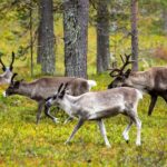 Auttiköngäs Nature Trail - Exploring the Auttiköngäs Waterfalls and Arctic Forest