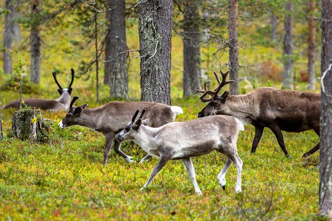 Auttiköngäs Nature Trail - Exploring the Auttiköngäs Waterfalls and Arctic Forest