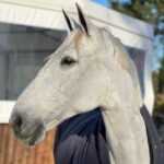Aveiro: Horseback Riding at a Pedagogical Farm - Starting Point at the GQhorses Equestrian Center