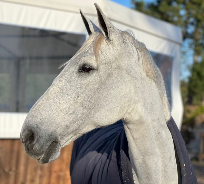 Aveiro: Horseback Riding at a Pedagogical Farm - Starting Point at the GQhorses Equestrian Center