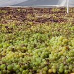 Axarquia VIP Wine Tour with Gourmet Winery Lunch Experience - Modern Vineyard and Traditional Drying Techniques